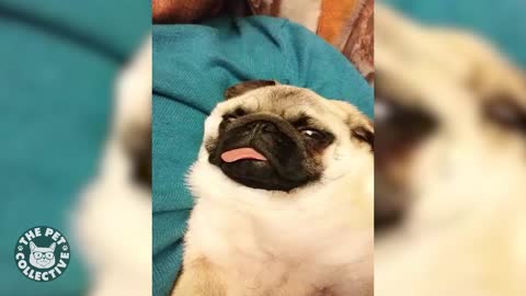 A cute pug was sleeping with his eyes open