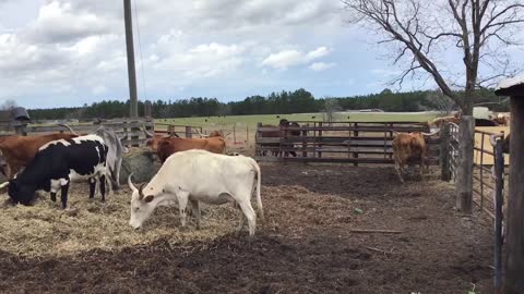 A bunch of horny hamburger animals.