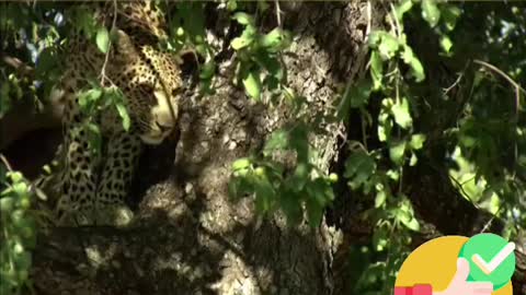 Leopard sneaks up on tree