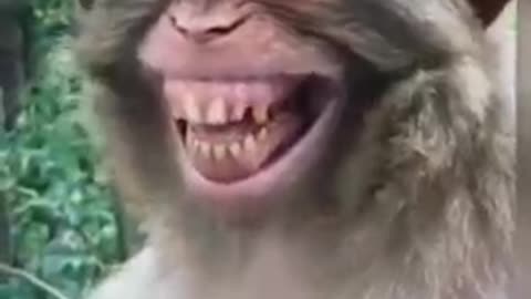 Monkey laugh funny video | Monkey man video | monkey funny video 2022