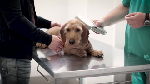 dog at the vet weighing himself on the scales