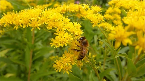 The life cycle of bees