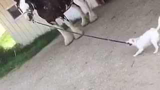 Small white dog tries to pull horse by leash