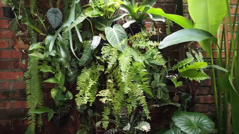 How to create a tropical garden