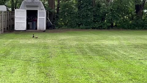 Some Ducks and a cat