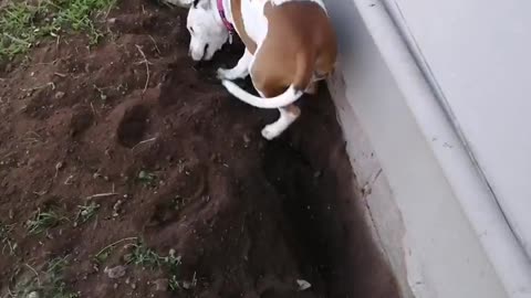 Luna the dog digging the yard for a Mole