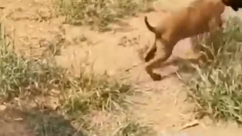 Funny cats and dogs video