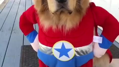 Animal SuperHero