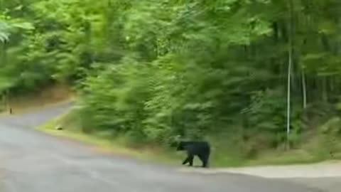 Bear threatens to hit the park visitors!