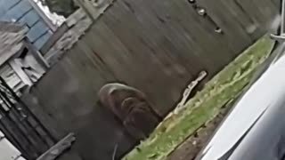 Neighbor's Unleashed Dog Eats Delivered Pizza