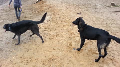 Bernie at Alum Creek Dog Beach