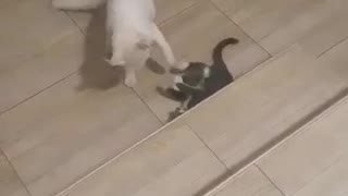 two cats play home