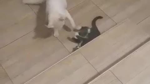 two cats play home
