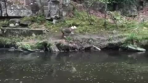 Swimming dog