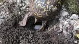 Box Turtle laying eggs