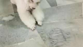 White poodle flips over on floor