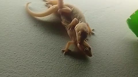 Funny lizards