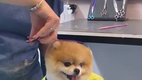 #efsaneyi#efsaneyi#pomeranain #dogs #doggroomer