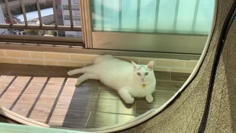 Cute white cat staring quietly