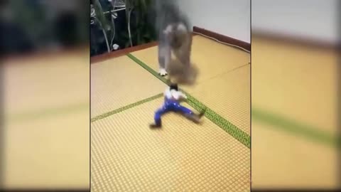 Cat and Combat Toy
