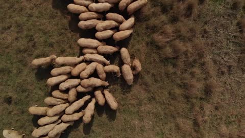 Sheep flock on pasture