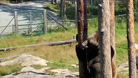 Brown Bear Scales Tree to Get a Snack