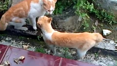 Exciting fight between cats