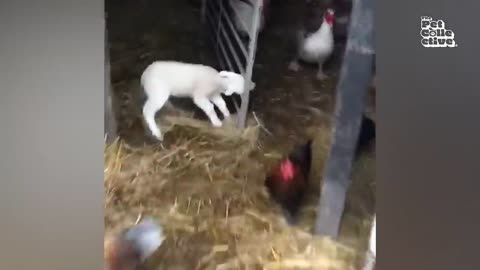 Funniest farm animals compilation