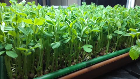 Microgreens rack setup