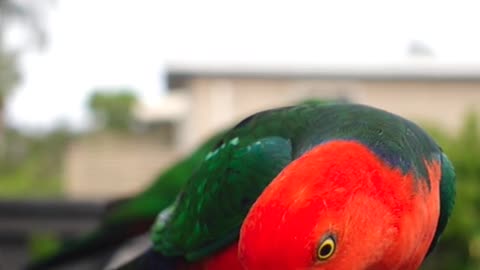 Parrot eating seeds