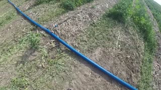 Drip Tape Irrigation on a Large Scale
