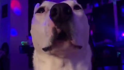 Cute and Hilariously Funny Dancing Dog Partying Hard and Twerking