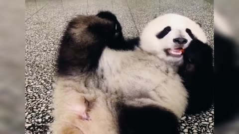 Funny Pandas 🐼 Cute Video Compilation