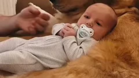 funny animals and baby complition 2021 . bbe