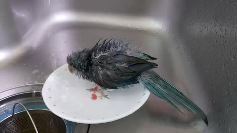 The parrot is bathing( Quaker Parrot)