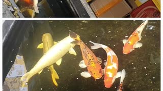 Big Koi Fish in Udon Thani _ A Rumble Short Video on Coffee Chill TV