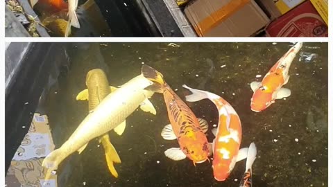 Big Koi Fish in Udon Thani _ A Rumble Short Video on Coffee Chill TV