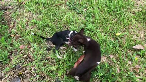 Dogs playing in beautiful citrus farm