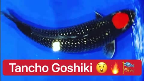 Tancho Goshiki Koi 🔥😱 Extremely Rare & Expensive 🙌🎏