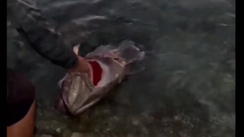 Feeding Hungry Sharks at the Marina