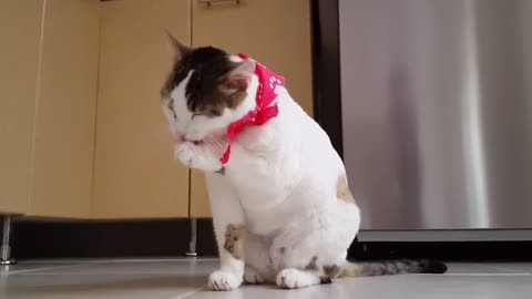Funny cat makeup viral video - cat saloon