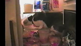 Cat Steals Slice Of Cheese From Refrigerator