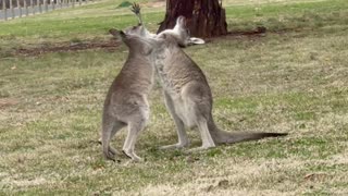 Cuddly Joey Hugs Mama Kangaroo in Park