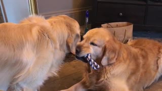 Golden Retrievers have silent stand off for favorite toy
