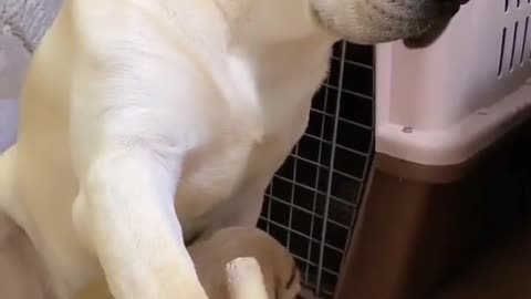 Labrador's mother is protecting the naughty child