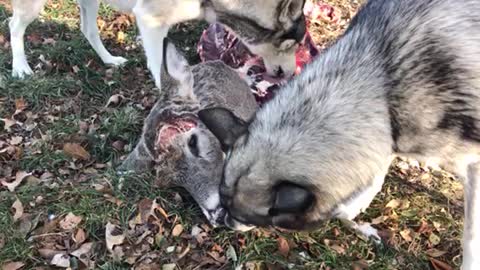 Wolves Eating Deer Carcass