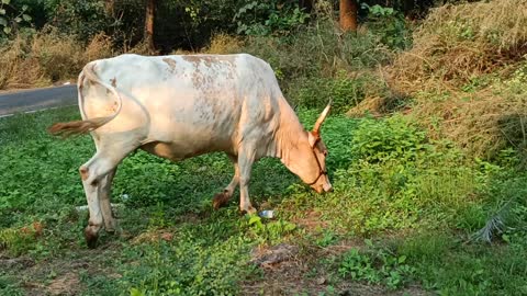 See the cow walking free and eating grass