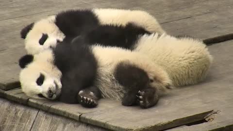 Two Panda Babies Slept, But A Mischief Came And Made People Not Sleep Well.