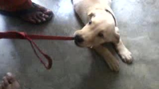 Labrador Puppy Growling while playing with the owner