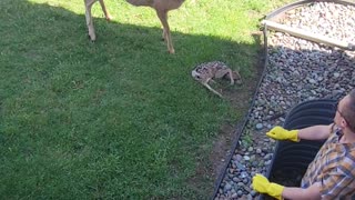 Man Rescues Fawn From Window Well